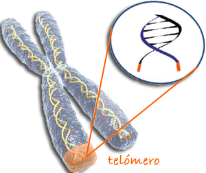 telomero