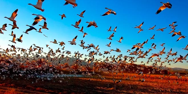 orientacion-aves-migracion